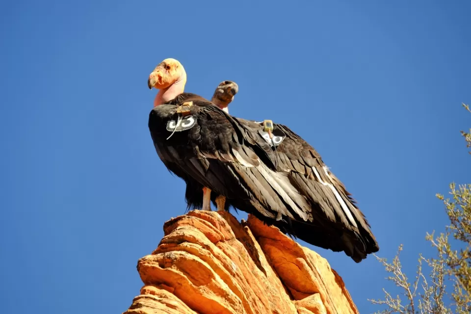 Endangered Species